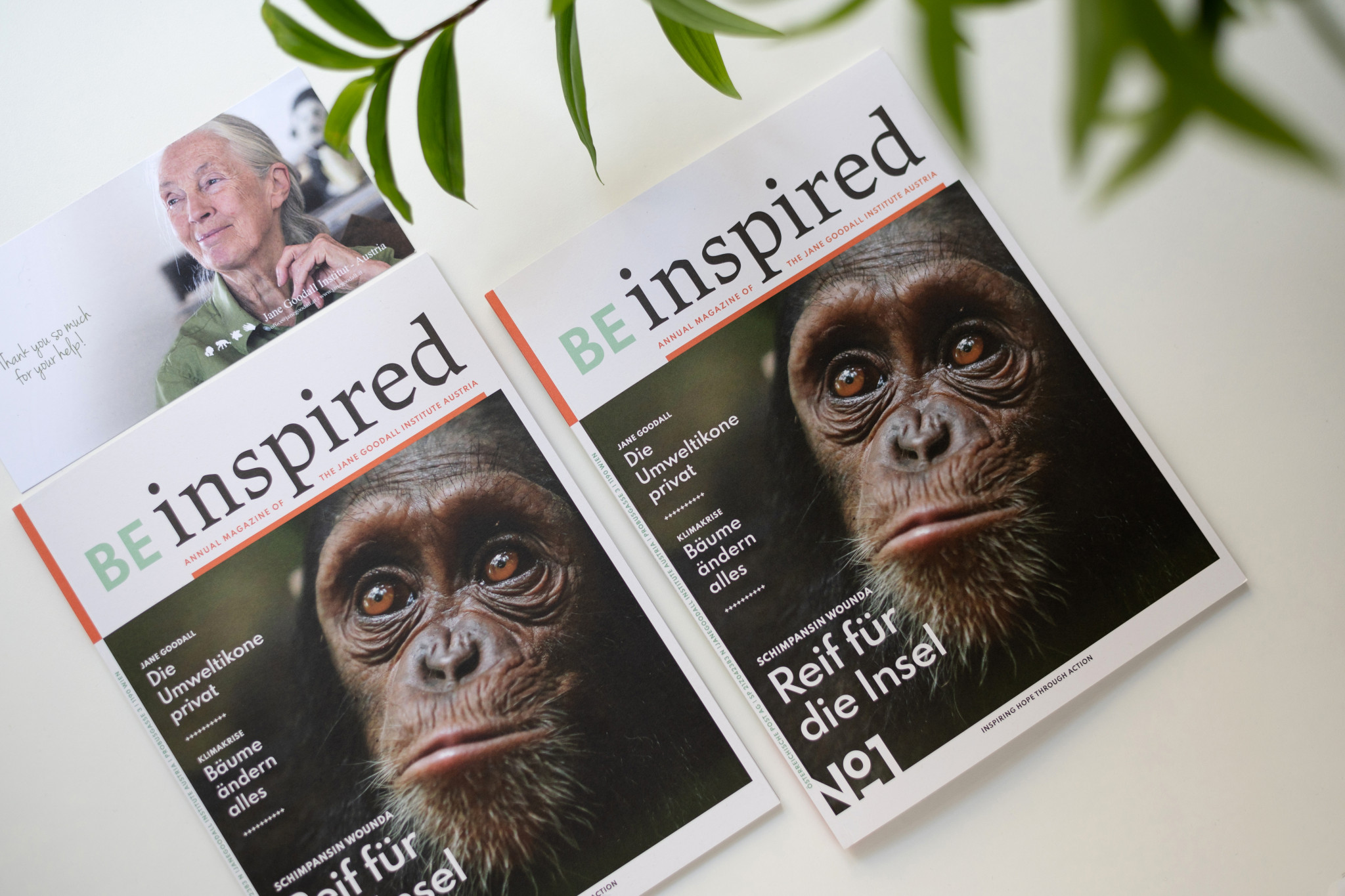 Австрийский институт Джейн Гудолл выбрал бумагу Mondi для печати своего ежегодника