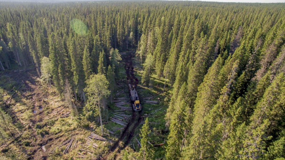 Выручка Segezha Group в январе-сентябре 2021 года выросла на 36%