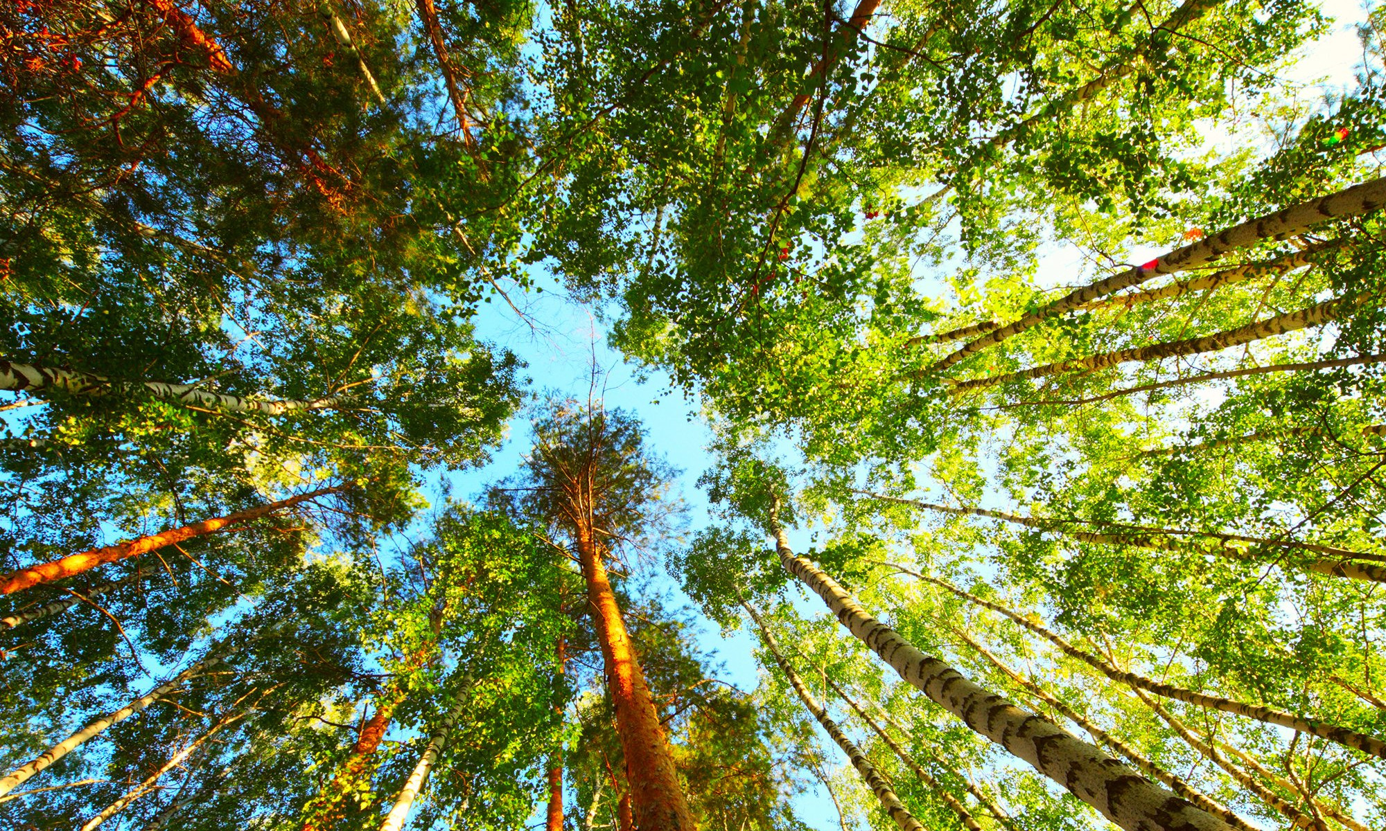 Лесоохранные проекты &laquo;Краслесинвеста&raquo; оценили в 470 млн рублей