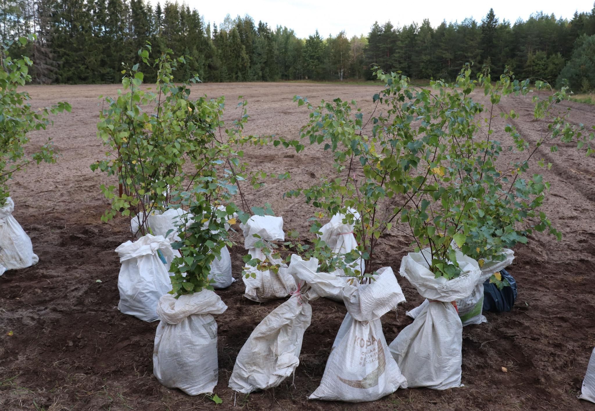 Segezha Group направила 400 тыс. рублей на проект сохранения карельской березы