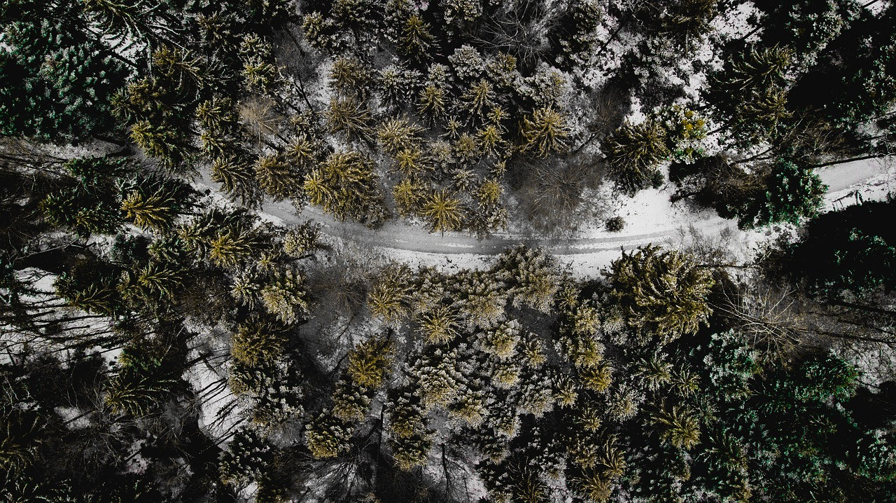 На 10% увеличилось за год число выданных в России FSC-сертификатов