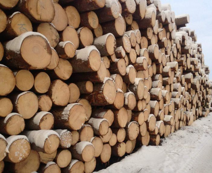 Германия резко сократила экспорт хвойного пиловочника