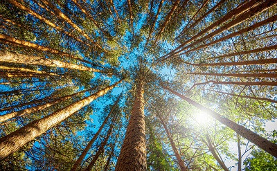 Производство группы &laquo;Илим&raquo; в 2021 году достигло 3,64 млн тонн