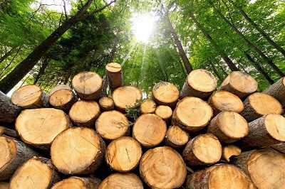 Сотрудники предприятия &laquo;Содружество&raquo; обратились к президенту с просьбой решить ситуацию с расторжени