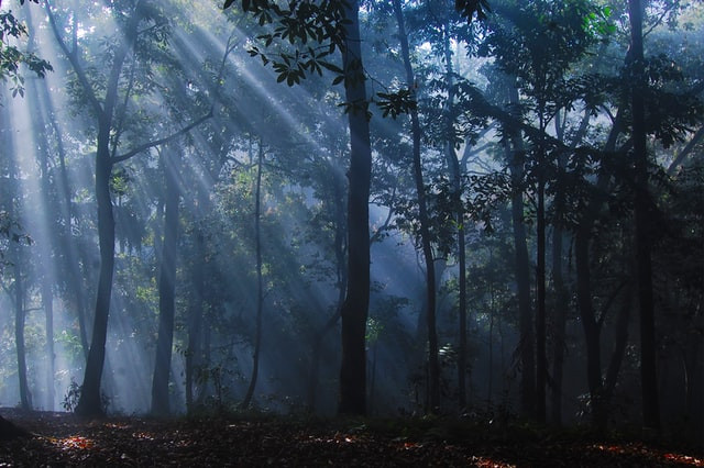 Рослесхоз и Рослеспрофсоюз заключили соглашение о соцподдержке работников отрасли