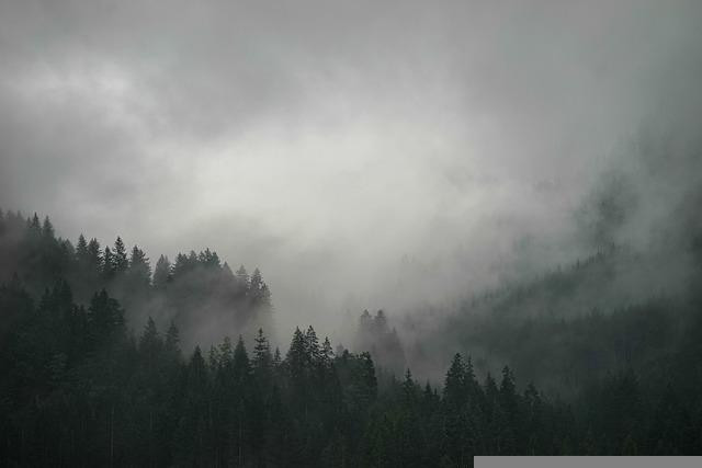 Леса Вологодчины накопили почти 900 миллионов тонн углерода