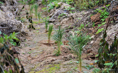 &laquo;Красфан&raquo; восстановит в Красноярском крае почти 600 гектаров леса