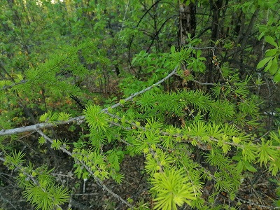 В лесах Якутии зафиксирована высокая численность сибирского шелкопряда