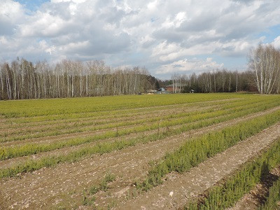 Специалисты Рослесозащиты проверили 848 партий посадочного материала