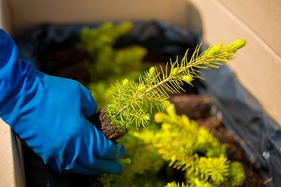 Лесопитомник &laquo;Экополис&raquo; вырастил в 2022 году порядка 4,7 млн сеянцев хвойных пород