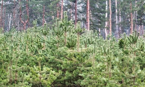 Красноярская компания &laquo;Эпоха Возрождения&raquo; получит поддержку Центрально-Сибирской ТПП