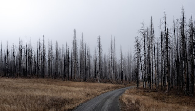 Новое исследование говорит, что больше всего от пожаров страдают леса крайних северных широт