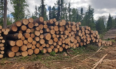 В Коми возбудили уголовное дело по факту массовой вырубки кедров