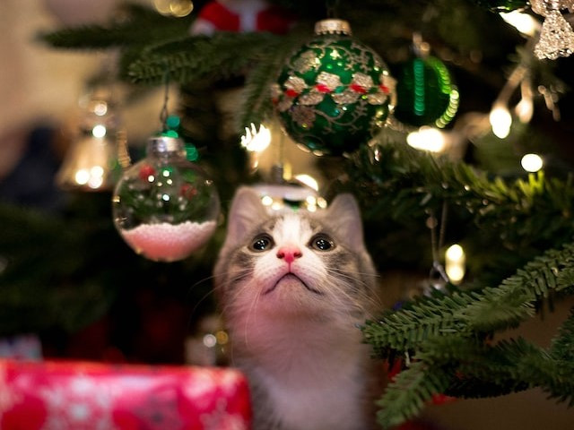 Более 200 000 новогодних елок отправили в регионы и за рубеж поставщики из Пермского края