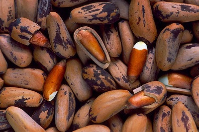 В 2022 году Сибирь более чем вдвое увеличила экспорт кедрового ореха