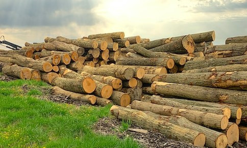 Завтра в Петербурге стартует конференция &laquo;Лесозаготовка аналитика, экономика, внедрение IT решений&raquo;