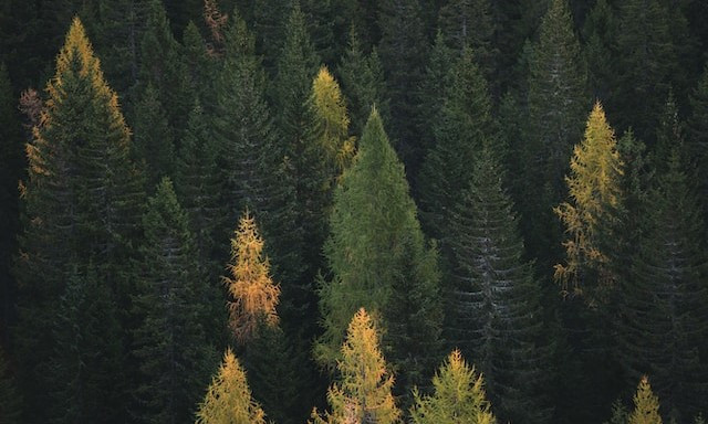 В России зарегистрировали Национальную систему лесной сертификации