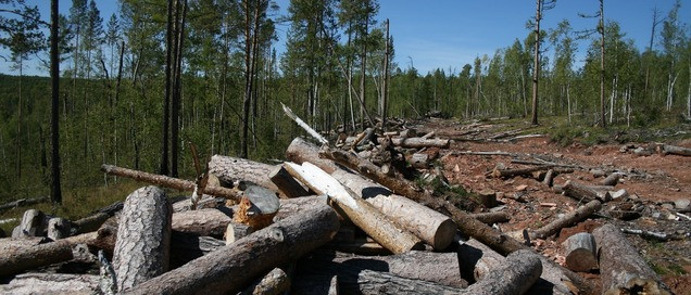 Экологи обеспокоены масштабами незаконных санитарных рубок в России