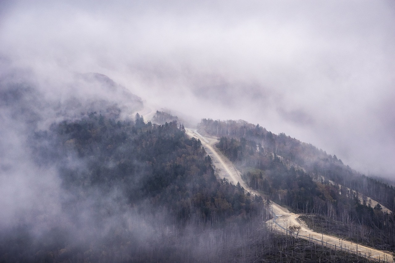 На Сахалине появится одно из крупнейших в России лесопромышленных производств