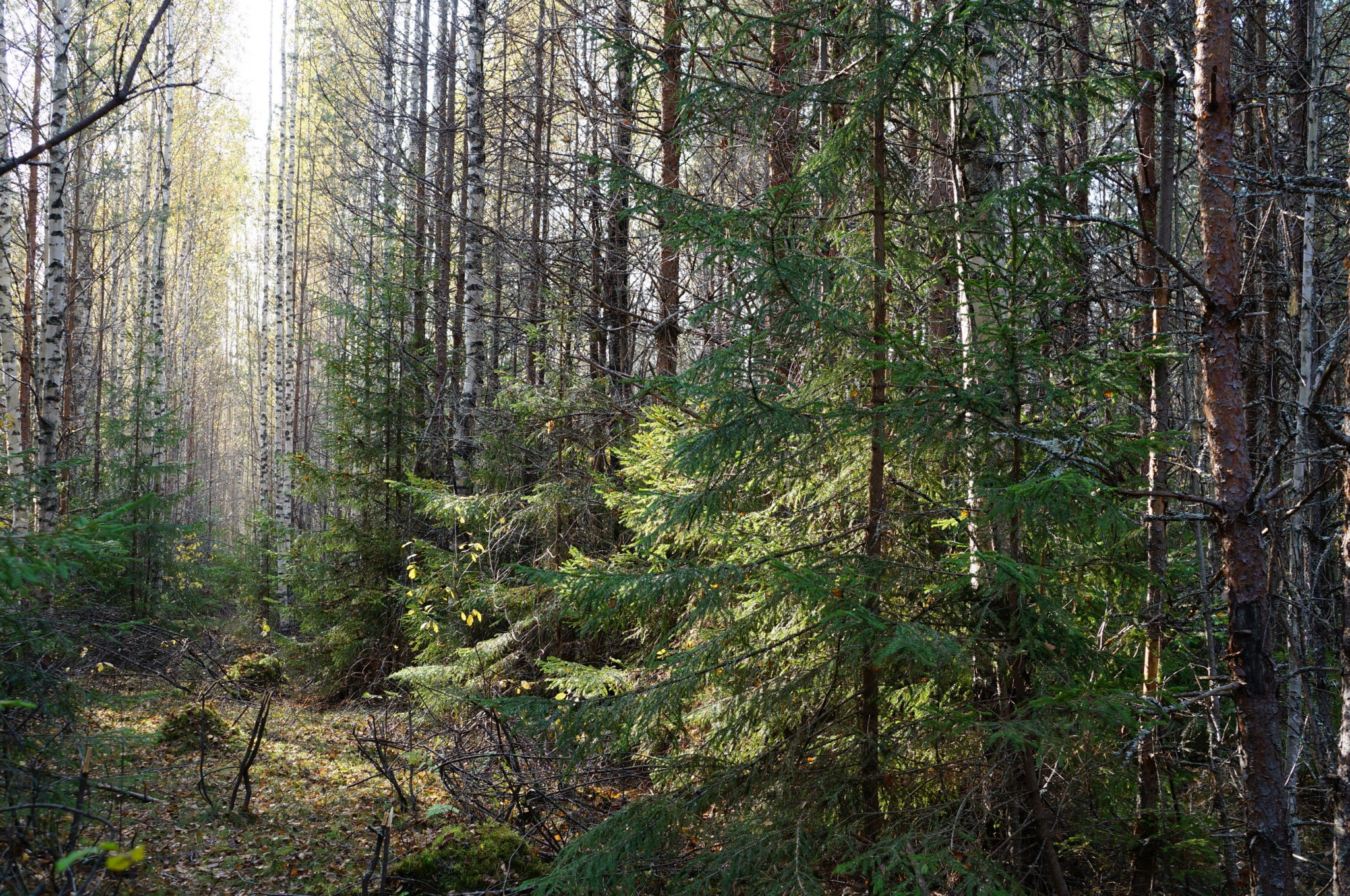 Новая программа IKEA повысит качество управления лесами и сохранения биоразнообразия