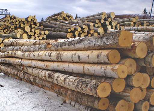 Вологодская область присоединилась к торгам древесиной на СПбМТСБ