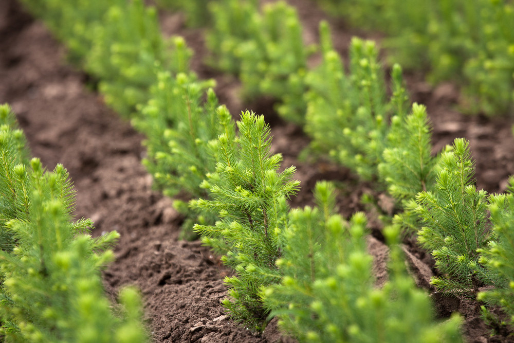 Свыше 280 гектаров леса восстановит Segezha Group в Кировской области