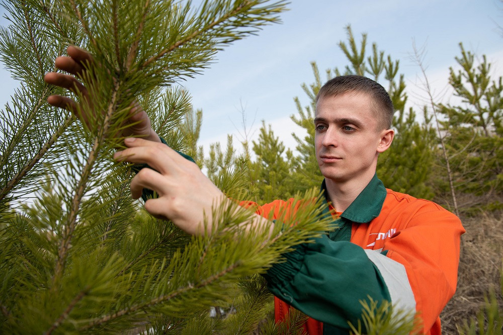 Группа &laquo;Илим&raquo; начала лесовосстановительную кампанию